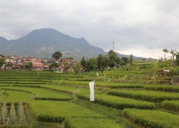 Pemkot Bandung Bakal Sulap Sawah Abadi di Cisurupan Jadi Eduwisata