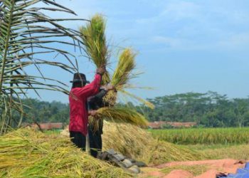 Himpunan Pelajar dan Mahasiswa Kota Bandung: Pemerintah Perlu Maksimalkan Penyerapan Beras dari Petani