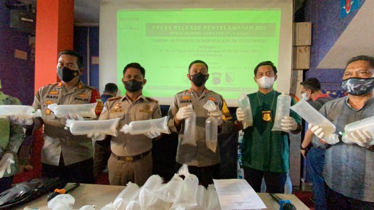 Polsek Ciwidey Gagalkan Penyelundupan Benih Lobster Mencapai Rp2 Miliar