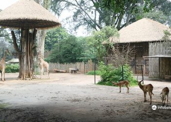 Kebun Binatang Bandung Lakukan Perbaikan Selama Ditutup