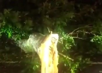 Pohon Tumbang di Wilayah Dago Atas, Kendaraan Milik Warga Tertimpa hingga Ringsek