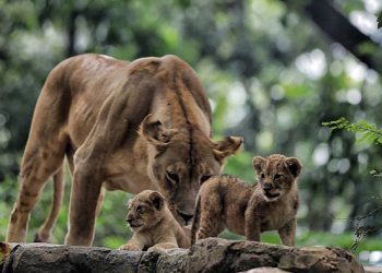 Kenalan dengan Baha dan Gia, Dua Singa Lucu di Kebun Binatang Bandung