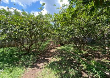 Asyiknya Berwisata Petik Jambu di Bandung, dan Berikut Segudang Manfaatnya