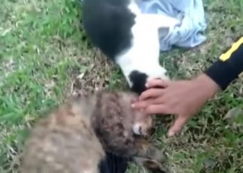 TNI Beberkan Alasan Brigjen NA Tega Tembaki Kucing di Sesko TNI Bandung