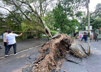 Antisipasi Pohon Tumbang, Pemkot Bandung Pangkas 2.532 Pohon