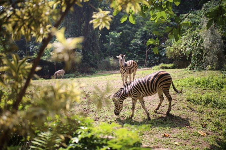 Soal Pemeliharaan Satwa Kebun Binatang Bandung, Ini Strategi Pemkot
