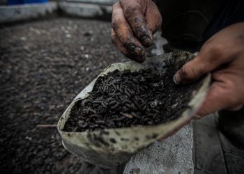 Atasi Sampah Organik, Rumah Maggot di 125 Kelurahan Kota Bandung Sudah Beroperasi