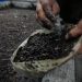 Atasi Sampah Organik, Rumah Maggot di 125 Kelurahan Kota Bandung Sudah Beroperasi
