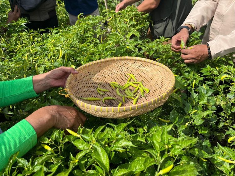 16 Buruan Sae Hadir di Kelurahan Jatihandap, Warga Panen Pakcoy dan Cabai