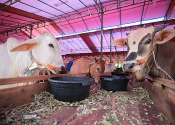 Penyembelihan Hewan Kurban di Kota Bandung Capai 13.701 Ekor