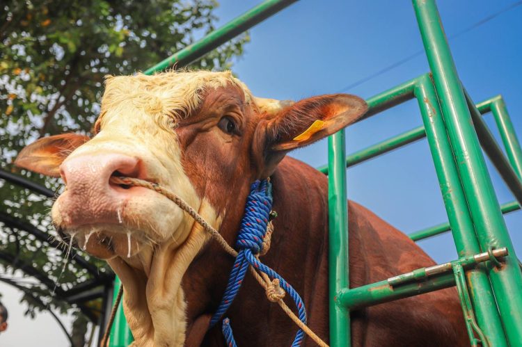 Tiga Sapi Simental dan Limosin Asal Kota Bandung Terpilih Jadi Sapi Kurban Presiden