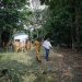 Desakan dari Pemkot Bandung untuk Aplikasi Jagat atas Kerusakan Taman Tegalega