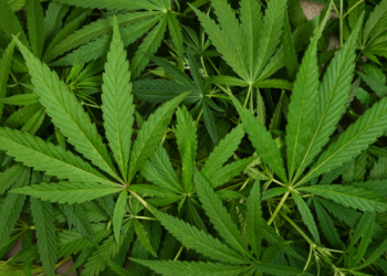 Isu Legalisasi Ganja dan Kratom Jadi Bahasan Serius Menteri HAM dan Kepala BNN