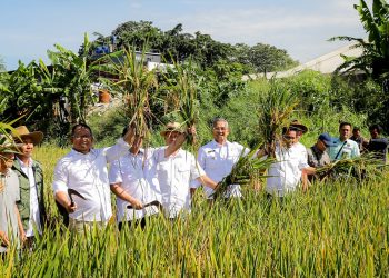 Produktivitas Tinggi, Panen Raya Perdana 2025 di Bandung Tembus 8 Ton per Hektar
