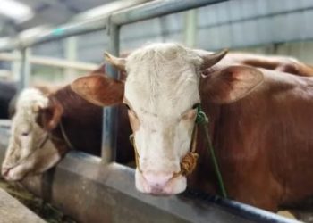 Sambut Iduladha, DKPP Kota Bandung Siapkan 90 Petugas & Teknologi Cek Hewan Kurban