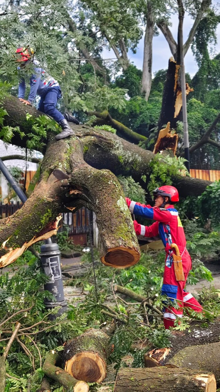 Pohon Tumbang di Dago, Pemkot Bandung Langsung Bertindak