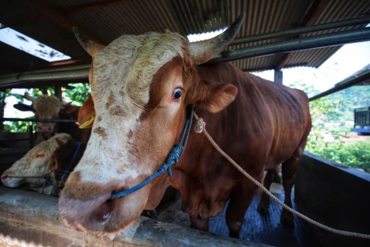 Iduladha 2025 di Bandung: 2.075 Lokasi Salat dan 13 Ribu Lebih Hewan Kurban Disiapkan