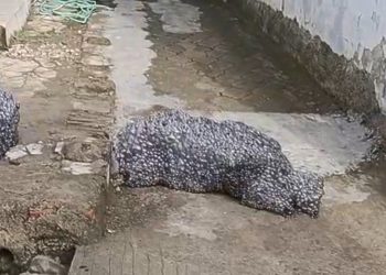 Heboh Gumpalan Hitam di Langit Subang, Begini Respons BMKG Jabar