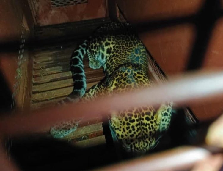 Macan Tutul Nyasar ke Hotel di Bandung, Kini Sudah Diamankan Petugas!