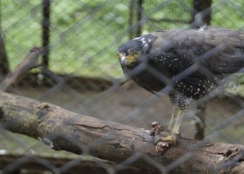 Kondisi Satwa Kebun Binatang Bandung Terpantau Normal dan Sehat