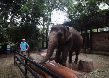 Empat Hal Ini Jadi Fokus Penataan Kebun Binatang Bandung