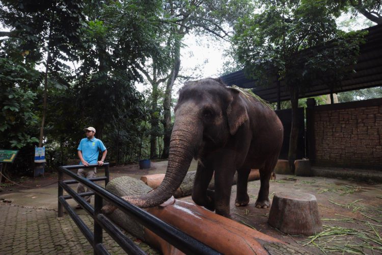 Empat Hal Ini Jadi Fokus Penataan Kebun Binatang Bandung