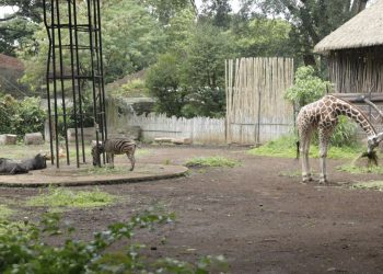 Kebun Binatang Bandung Belum Bisa Dibuka Saat Libur Lebaran