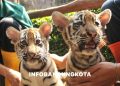 Dua Bayi Harimau Benggala di Bandung Zoo Mati Akibat Virus Ganas